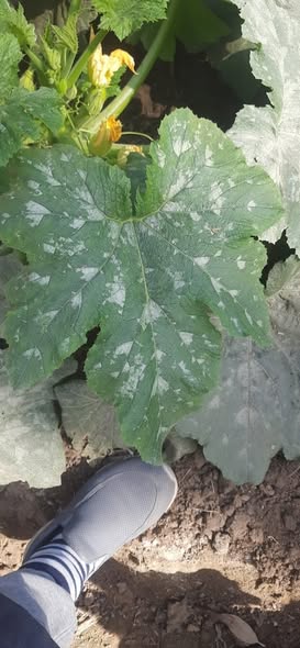 السلام عليكم 
من فضلك ايه نوع الاصابه ...؟
وايه افضل العلاج...؟
 كوسه رى غمر اراضى طينيه